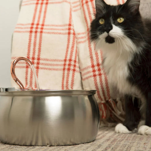 Cat Drinking Water Fountain