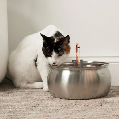 Cat Drinking Water Fountain