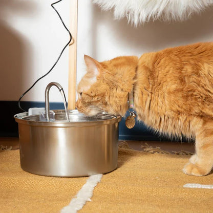 Cat Drinking Water Fountain