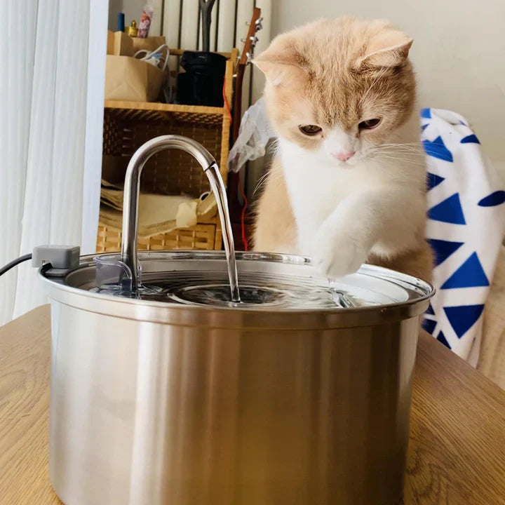 Cat Drinking Water Fountain