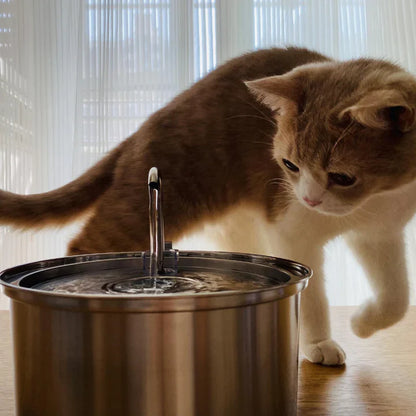 Cat Drinking Water Fountain